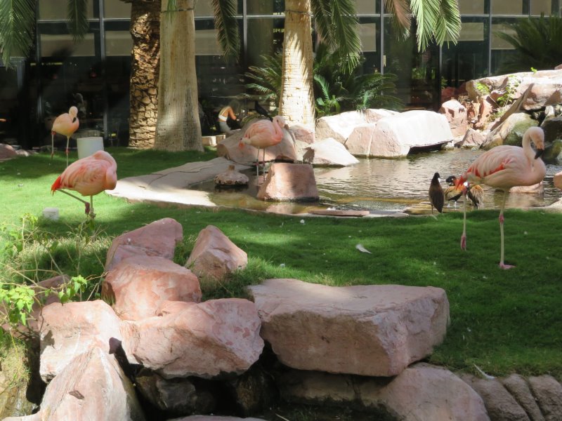 Flamingos in The Habitat at the Flamingo Casino